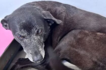 Polícia Civil conclui inquérito sobre o caso do cão Orelha e pede internação de adolescente