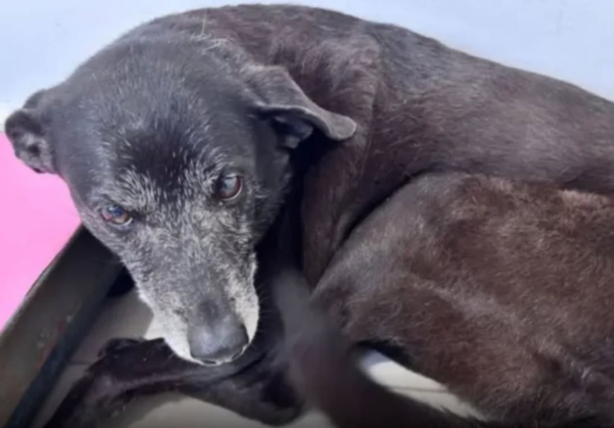 Polícia Civil conclui inquérito sobre o caso do cão Orelha e pede internação de adolescente