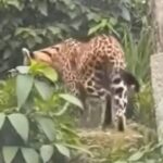 Onça no Jardim Tupã em São Bernardo: Vídeo viral é montagem