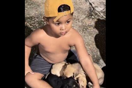 Menino de pouca idade dá lição de empatia ao resgatar cadela e filhotes