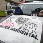 Em São Bernardo, GCM Ambiental prende em flagrante mulher por tráfico de drogas no Batistini