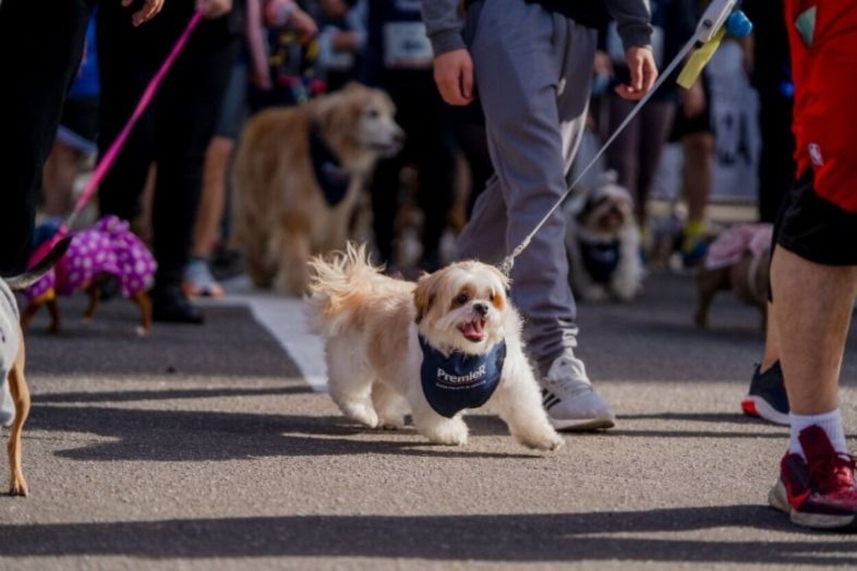Grand Plaza abre inscrições para Cãominhada com atividades para pets e tutores