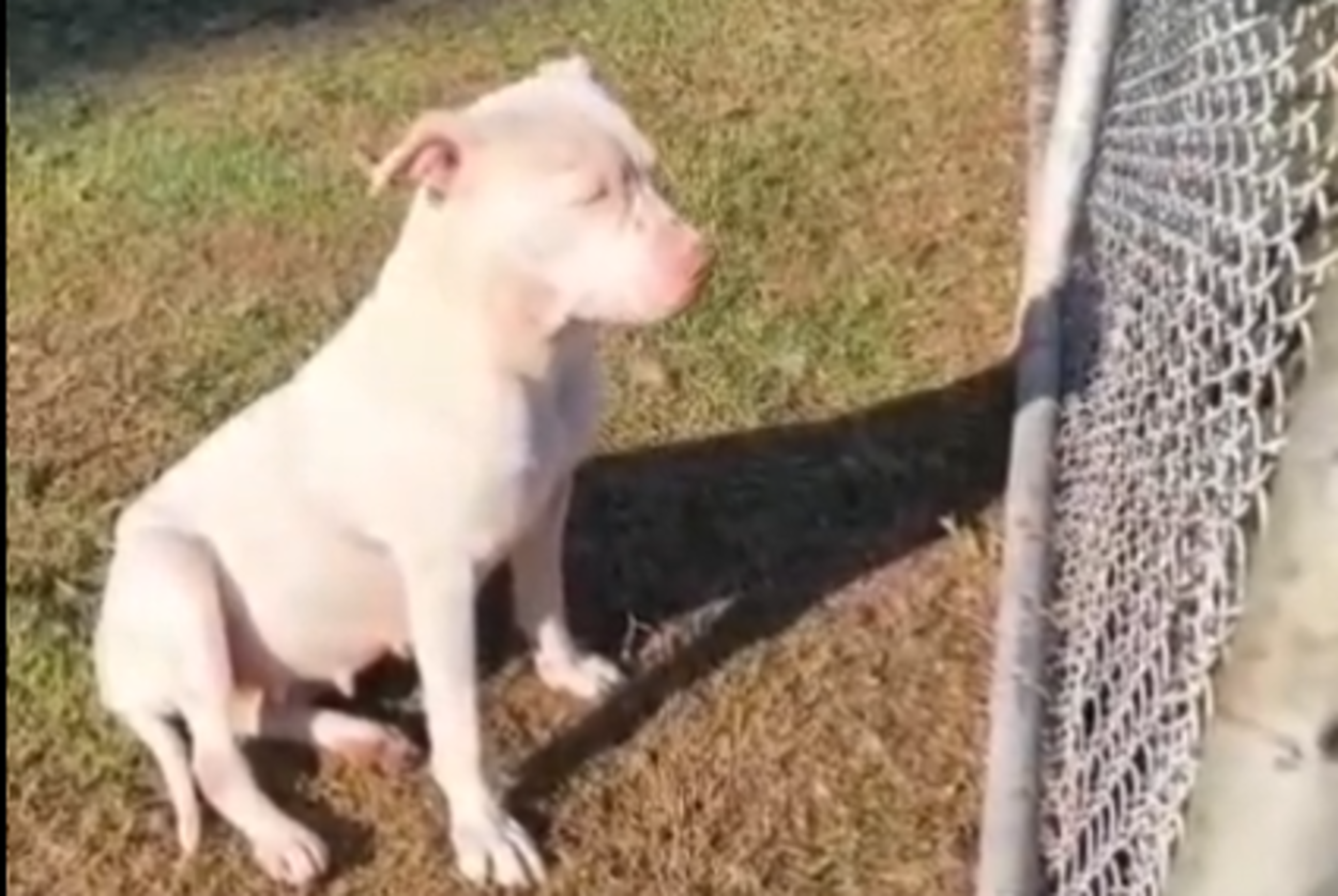 Cachorra é abandonada em praça no Jardim Las Palmas e precisa de lar temporário em São Bernardo