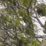 Ventania derruba pé de manga em quintal e destrói parte da lavanderia no Jardim das Orquídeas; veja o vídeo