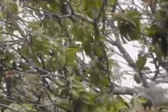 Ventania derruba pé de manga em quintal e destrói parte da lavanderia no Jardim das Orquídeas; veja o vídeo
