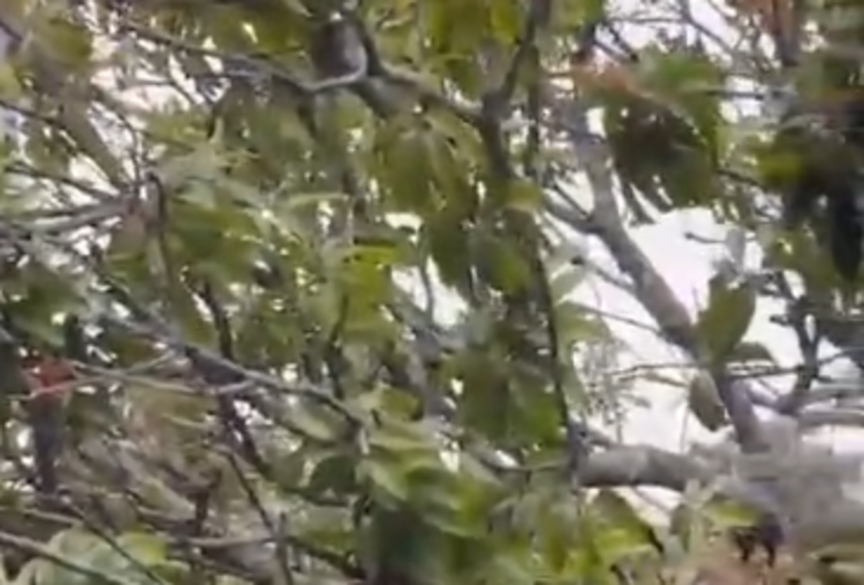 Ventania derruba pé de manga em quintal e destrói parte da lavanderia no Jardim das Orquídeas; veja o vídeo