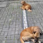 Abandono no CAPS Alvarenga mobiliza protetores; cães precisam de adoção urgente