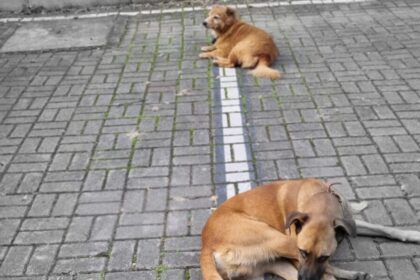 Abandono no CAPS Alvarenga mobiliza protetores; cães precisam de adoção urgente