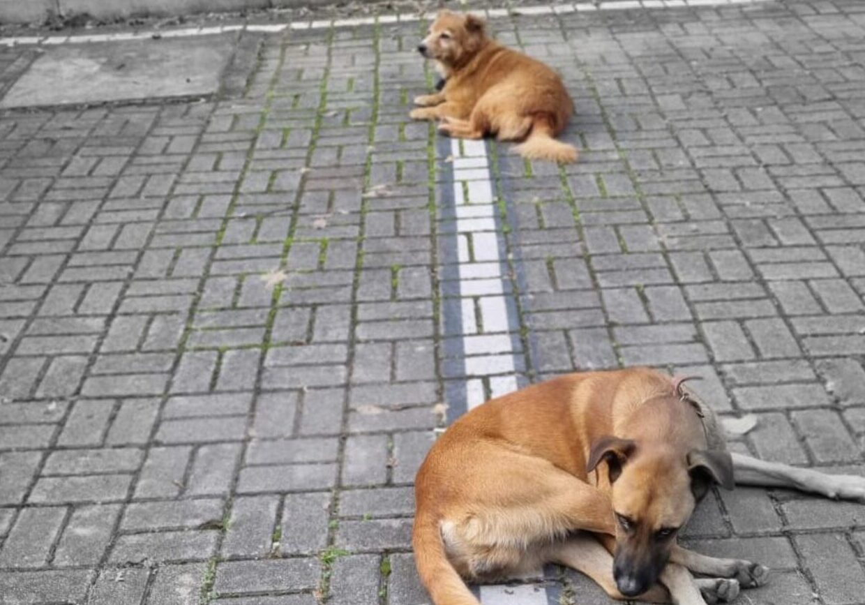 Abandono no CAPS Alvarenga mobiliza protetores; cães precisam de adoção urgente