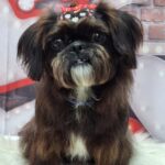 Cachorrinha Mily desaparece nas proximidades do São Bernardo Plaza Shopping e família pede ajuda