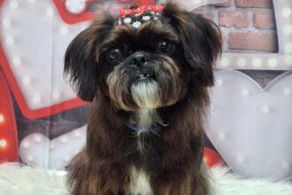 Cachorrinha Mily desaparece nas proximidades do São Bernardo Plaza Shopping e família pede ajuda