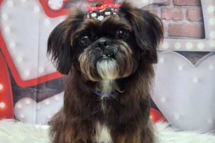 Cachorrinha Mily desaparece nas proximidades do São Bernardo Plaza Shopping e família pede ajuda