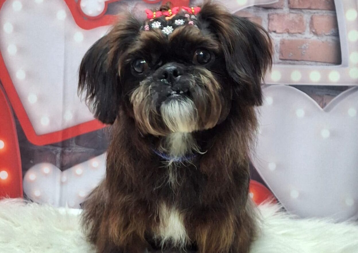 Cachorrinha Mily desaparece nas proximidades do São Bernardo Plaza Shopping e família pede ajuda