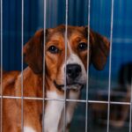 Feira de pets no CCZ de São Bernardo incentiva adoção neste sábado