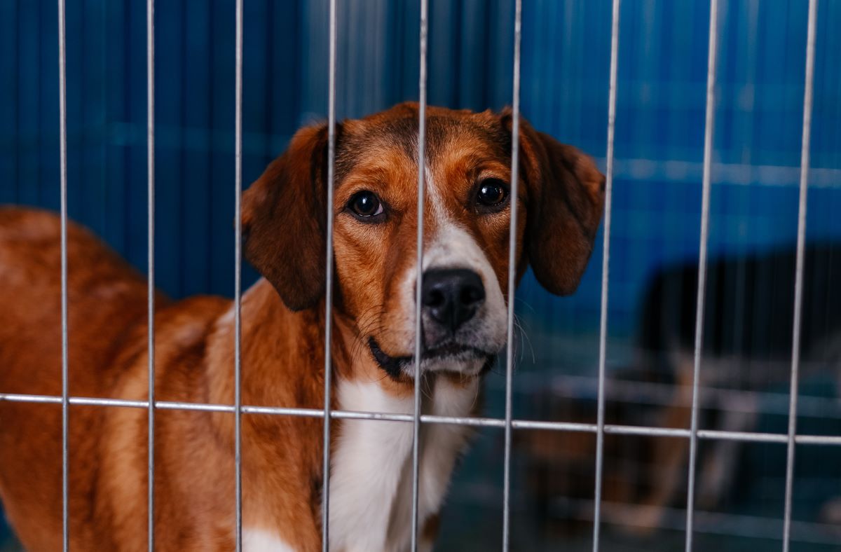 Feira de pets no CCZ de São Bernardo incentiva adoção neste sábado