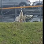 Cachorros abandonados em terminal mobilizam funcionários em São Bernardo