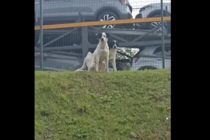 Cachorros abandonados em terminal mobilizam funcionários em São Bernardo