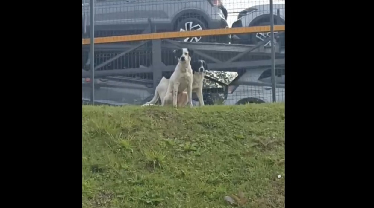 Cachorros abandonados em terminal mobilizam funcionários em São Bernardo