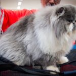 4ª Mostra de Gatos do Dr. Hato reúne algumas das raças felinas mais admiradas em Santo André