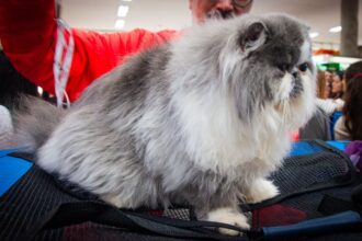 4ª Mostra de Gatos do Dr. Hato reúne algumas das raças felinas mais admiradas em Santo André