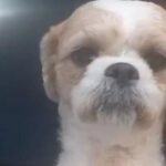 Menina de 10 anos procura cachorro que fugiu na vila Sabesp, em São Bernardo