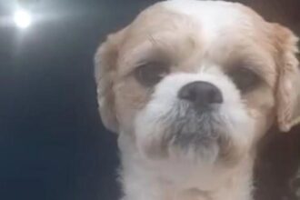 Menina de 10 anos procura cachorro que fugiu na vila Sabesp, em São Bernardo