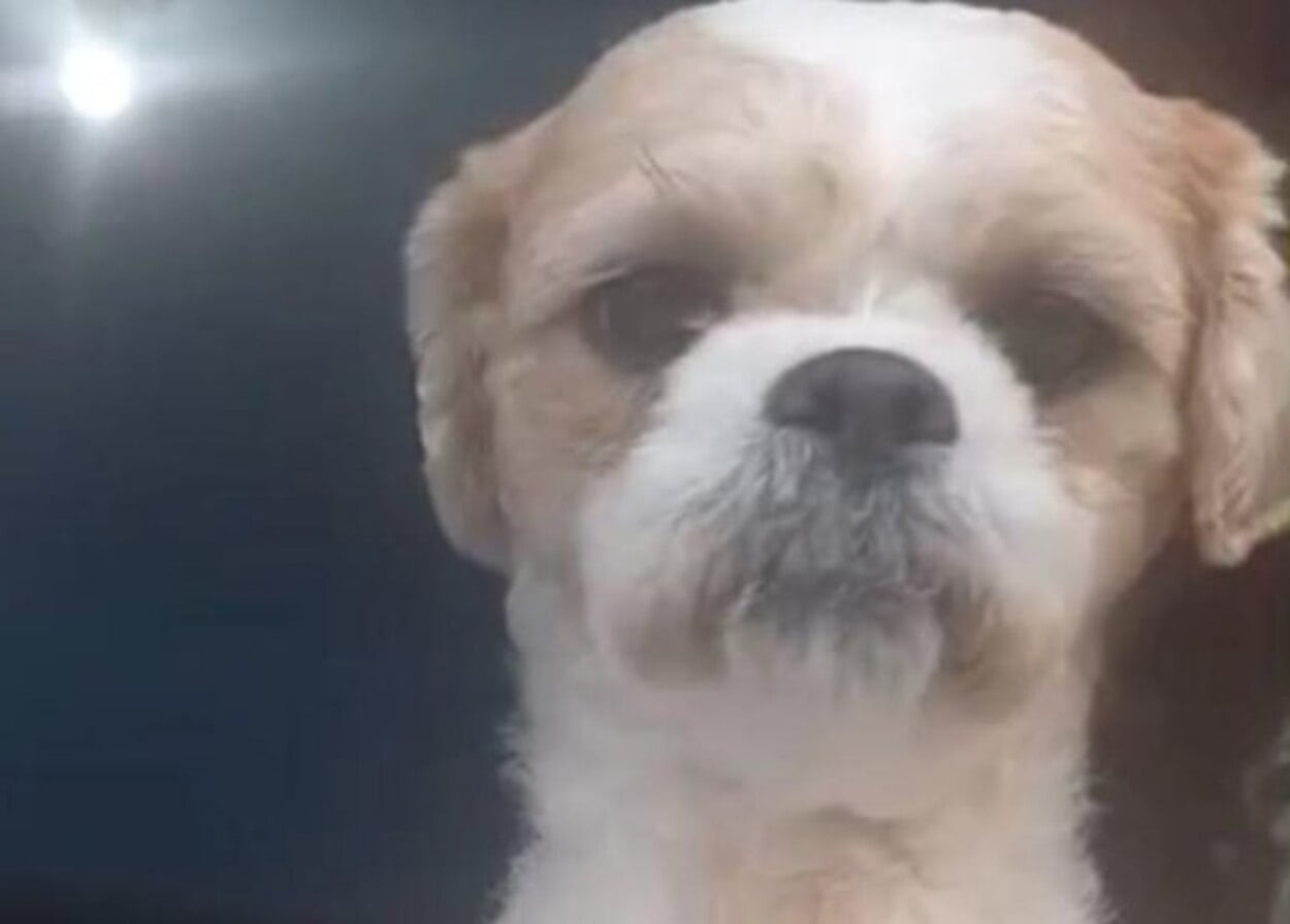 Menina de 10 anos procura cachorro que fugiu na vila Sabesp, em São Bernardo