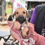 Santo André realiza feiras de adoção de cães e gatos nos dois próximos domingos