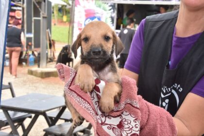 Santo André realiza feiras de adoção de cães e gatos nos dois próximos domingos