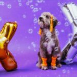 Xuxa só para cãezinhos: dinâmica da Petlove chega a Santo André