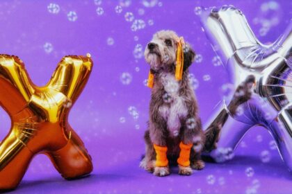 Xuxa só para cãezinhos: dinâmica da Petlove chega a Santo André