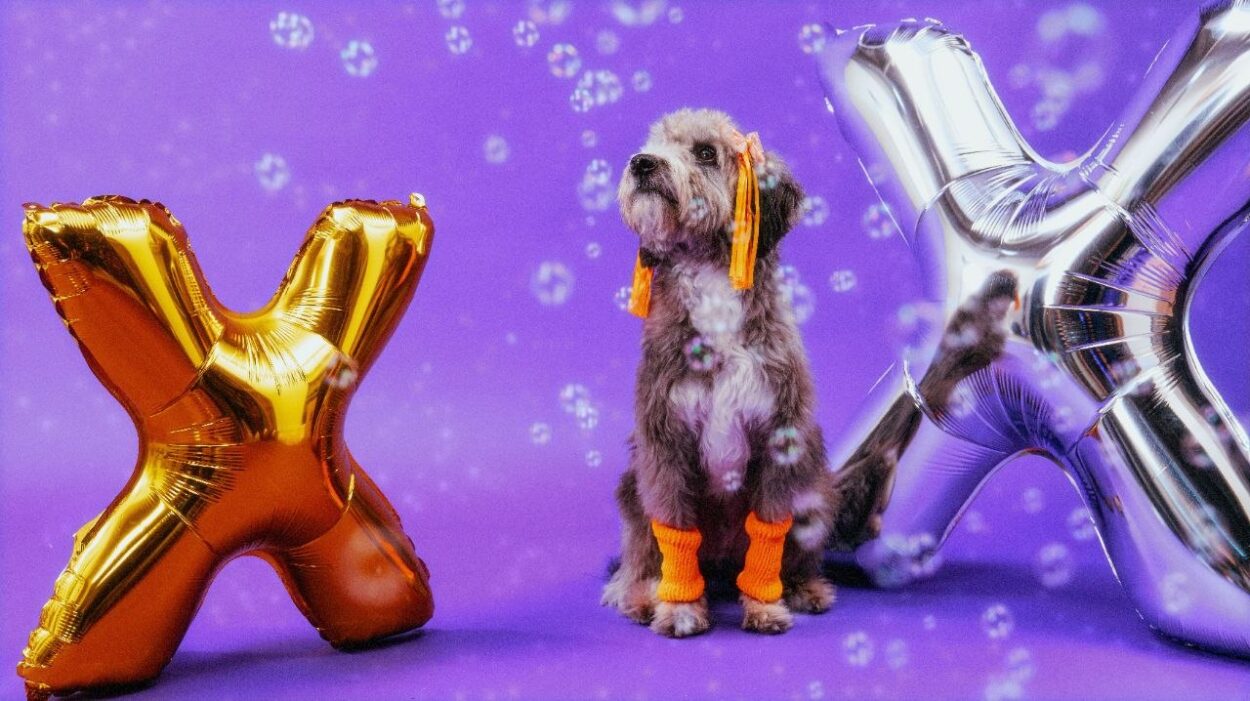 Xuxa só para cãezinhos: dinâmica da Petlove chega a Santo André