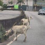 Cabras soltas na via chamam a atenção de motoristas no Demarchi, em São Bernardo