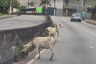 Cabras soltas na via chamam a atenção de motoristas no Demarchi, em São Bernardo