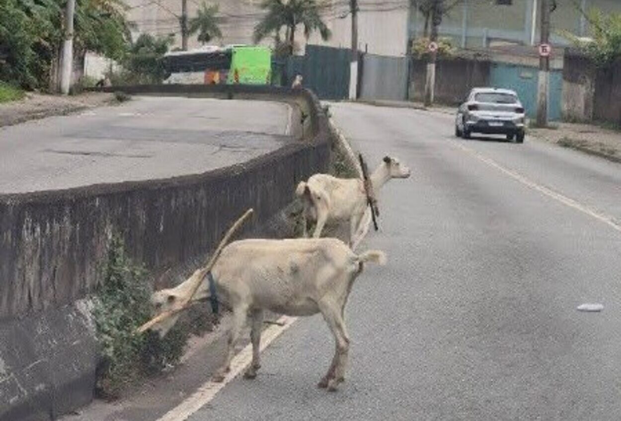 Cabras soltas na via chamam a atenção de motoristas no Demarchi, em São Bernardo