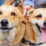 Campanha de castração de cães e gatos estará na Praça da Moça em Diadema a partir desta quarta-feira