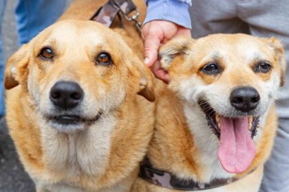 Campanha de castração de cães e gatos estará na Praça da Moça em Diadema a partir desta quarta-feira