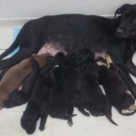 Final Feliz: mãe e sete filhotes abandonados em frente ao CAPS Farina são resgatados e em breve poderão ser adotados