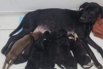 Final Feliz: mãe e sete filhotes abandonados em frente ao CAPS Farina são resgatados e em breve poderão ser adotados