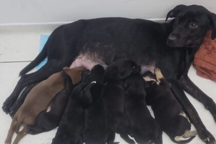 Final Feliz: mãe e sete filhotes abandonados em frente ao CAPS Farina são resgatados e em breve poderão ser adotados