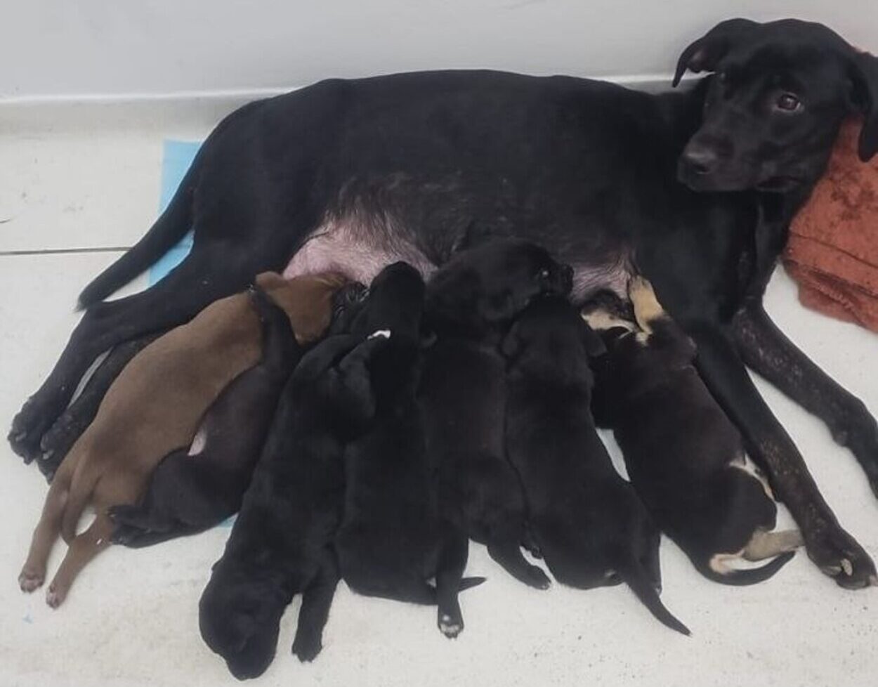 Final Feliz: mãe e sete filhotes abandonados em frente ao CAPS Farina são resgatados e em breve poderão ser adotados