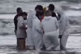 Golfinho é encontrado debilitado na praia e mobiliza resgate em Praia Grande