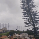 Ventania no ABC: Leitor alerta para risco de queda de pinheiro em Santo André