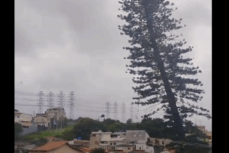 Ventania no ABC: Leitor alerta para risco de queda de pinheiro em Santo André