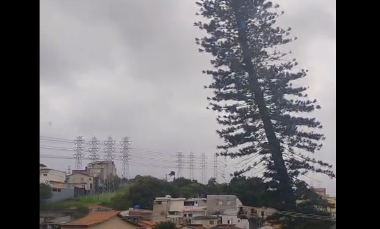 Ventania no ABC: Leitor alerta para risco de queda de pinheiro em Santo André