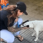 Cachorrinhas abandonadas em terminal de São Bernardo são resgatadas