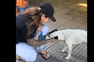 Cachorrinhas abandonadas em terminal de São Bernardo são resgatadas