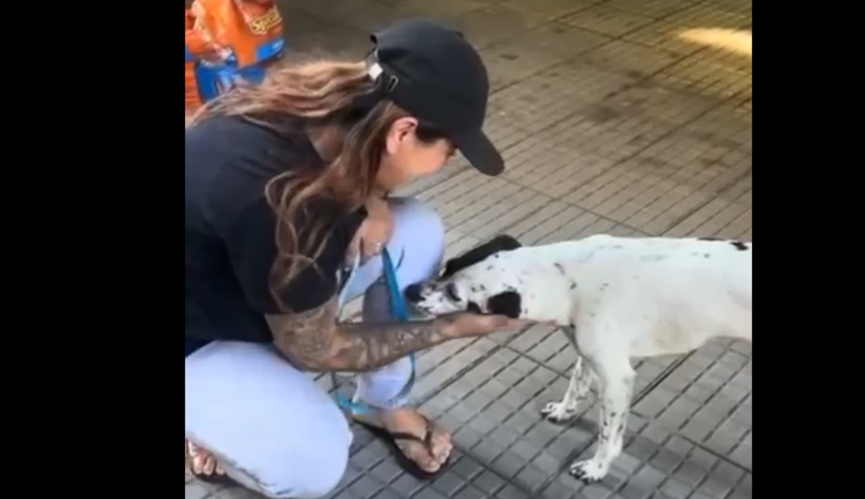 Cachorrinhas abandonadas em terminal de São Bernardo são resgatadas