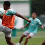 palmeiras