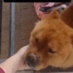 Cachorra é encontrada perdida e quase é atropelada no Montanhão; família procura tutor